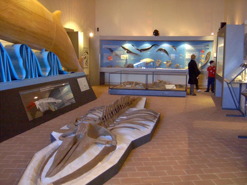 Sala dei Cetacei